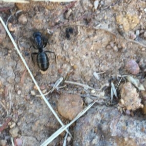 Camponotus sp. (genus) at Hughes, ACT - 15 Dec 2020