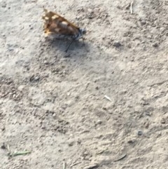 Unverified Butterfly (Lepidoptera, Rhopalocera) at Hughes Garran Woodland - 15 Dec 2020 by Tapirlord