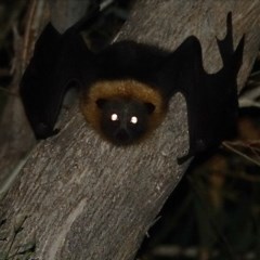 Pteropus poliocephalus (Grey-headed Flying-fox) at Hughes Grassy Woodland - 16 Dec 2020 by Ct1000