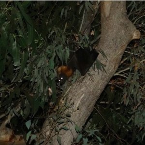 Pteropus poliocephalus at Hughes, ACT - 16 Dec 2020