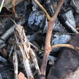 Oedaleus australis at Hughes, ACT - 15 Dec 2020