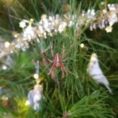 Hortophora sp. (genus) (Garden orb weaver) at Kambah, ACT - 16 Dec 2020 by MatthewFrawley