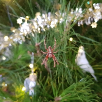 Hortophora sp. (genus) (Garden orb weaver) at Kambah, ACT - 16 Dec 2020 by MatthewFrawley