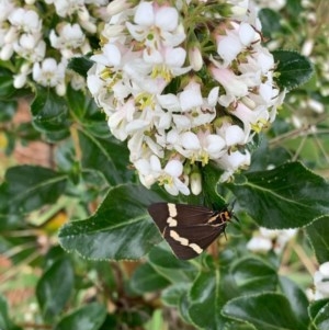 Nyctemera amicus at Murrumbateman, NSW - 15 Dec 2020