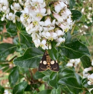 Nyctemera amicus at Murrumbateman, NSW - 15 Dec 2020