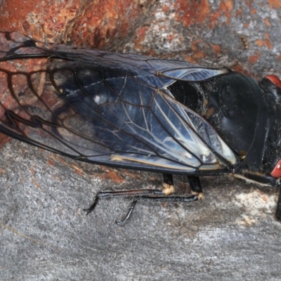 Psaltoda moerens (Redeye cicada) at Mount Ainslie - 15 Dec 2020 by jb2602