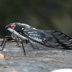 Psaltoda moerens at Majura, ACT - 15 Dec 2020 04:37 PM