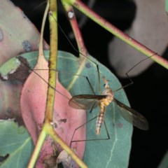 Leptotarsus (Macromastix) costalis at Majura, ACT - 15 Dec 2020 03:56 PM