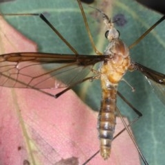 Leptotarsus (Macromastix) costalis at Majura, ACT - 15 Dec 2020 03:56 PM