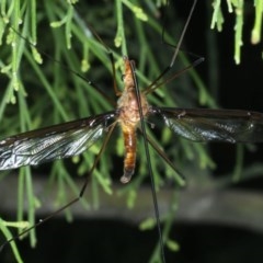 Leptotarsus (Macromastix) costalis (Common Brown Crane Fly) at Mount Ainslie - 15 Dec 2020 by jbromilow50