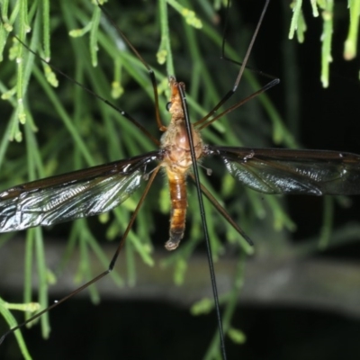 Leptotarsus (Macromastix) costalis (Common Brown Crane Fly) at Mount Ainslie - 15 Dec 2020 by jb2602