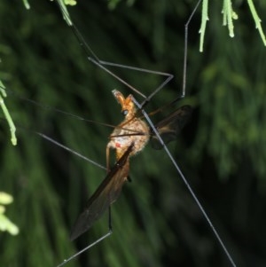 Leptotarsus (Macromastix) costalis at Majura, ACT - 15 Dec 2020