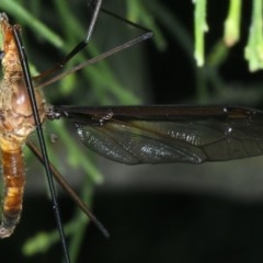 Leptotarsus (Macromastix) costalis at Majura, ACT - 15 Dec 2020 03:41 PM