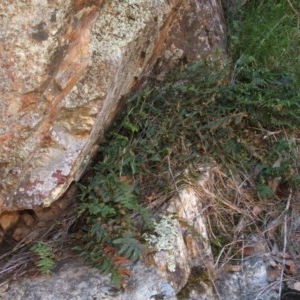 Pellaea calidirupium at Jones Creek, NSW - 11 Apr 2012 04:31 PM