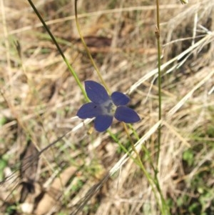 Wahlenbergia sp. at Jones Creek, NSW - 11 Apr 2012 04:14 PM