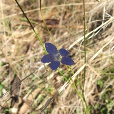 Wahlenbergia sp. (Bluebell) at Jones Creek, NSW - 11 Apr 2012 by abread111