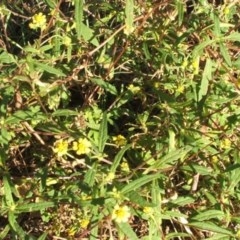 Sigesbeckia australiensis (Cobber Weed) at Jones Creek, NSW - 11 Apr 2012 by abread111