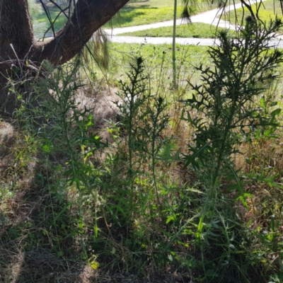 Carduus pycnocephalus (Slender Thistle) at Gungahlin Pond - 11 Dec 2020 by Hotdog