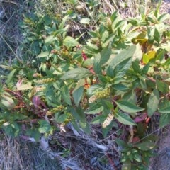 Phytolacca octandra (Inkweed) at Jones Creek, NSW - 11 Apr 2012 by abread111