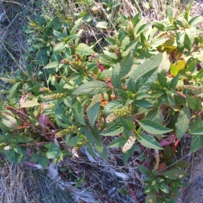 Phytolacca octandra (Inkweed) at Jones Creek, NSW - 11 Apr 2012 by abread111