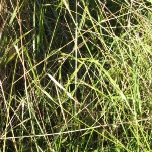 Microlaena stipoides at Jones Creek, NSW - 11 Apr 2012 04:27 PM