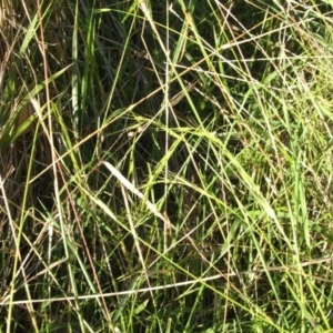 Microlaena stipoides at Jones Creek, NSW - 11 Apr 2012