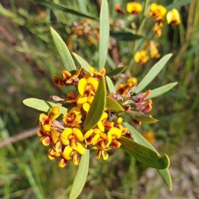 Daviesia mimosoides subsp. mimosoides at Cook, ACT - 21 Oct 2020 by drakes