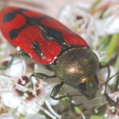 Castiarina ignota (A Jewel Beetle) at Black Mountain - 16 Dec 2020 by Harrisi