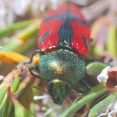 Castiarina ignota at Watson, ACT - 16 Dec 2020 11:21 PM