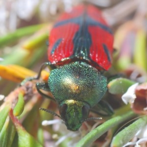 Castiarina ignota at Watson, ACT - 16 Dec 2020 11:21 PM