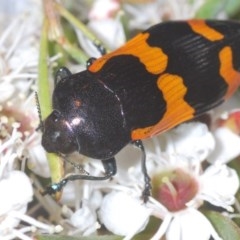 Castiarina bremei (A jewel beetle) at Black Mountain - 16 Dec 2020 by Harrisi