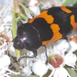 Castiarina bremei at Watson, ACT - 16 Dec 2020 11:23 PM