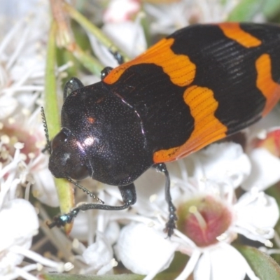 Castiarina bremei (A jewel beetle) at Black Mountain - 16 Dec 2020 by Harrisi