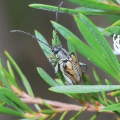 Neodiaphanops sp. (Leaf beetle) at Black Mountain - 15 Dec 2020 by Harrisi