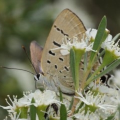 Jalmenus ictinus at Acton, ACT - 14 Dec 2020