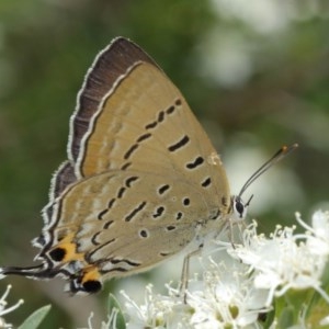 Jalmenus ictinus at Acton, ACT - 14 Dec 2020