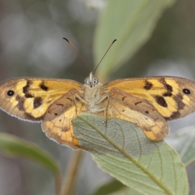 Heteronympha merope (Common Brown Butterfly) at ANBG - 15 Dec 2020 by TimL