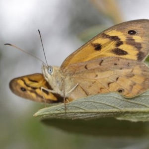 Heteronympha merope at Acton, ACT - 15 Dec 2020