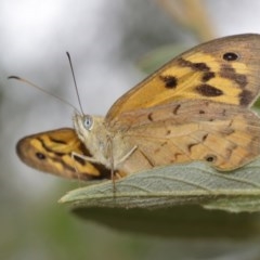 Heteronympha merope at Acton, ACT - 15 Dec 2020