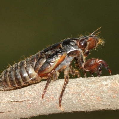 Yoyetta sp. (genus) (Firetail or Ambertail Cicada) at Watson, ACT - 13 Dec 2020 by TimL