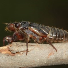 Yoyetta sp. (genus) at Watson, ACT - 13 Dec 2020 11:41 AM