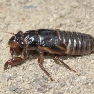 Yoyetta sp. (genus) at Watson, ACT - 13 Dec 2020