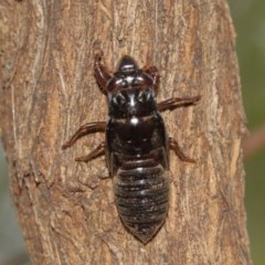 Yoyetta sp. (genus) at Watson, ACT - 13 Dec 2020 11:41 AM