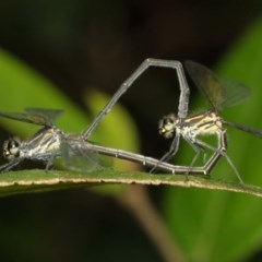 Austroargiolestes icteromelas (Common Flatwing) at ANBG - 13 Dec 2020 by TimL