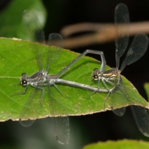 Austroargiolestes icteromelas at Acton, ACT - 13 Dec 2020