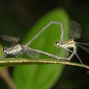 Austroargiolestes icteromelas at Acton, ACT - 13 Dec 2020 11:14 AM