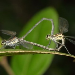 Austroargiolestes icteromelas at Acton, ACT - 13 Dec 2020