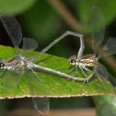 Austroargiolestes icteromelas at Acton, ACT - 13 Dec 2020 11:14 AM