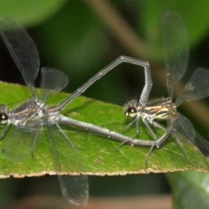 Austroargiolestes icteromelas at Acton, ACT - 13 Dec 2020