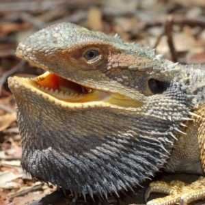 Pogona barbata at Acton, ACT - 13 Dec 2020